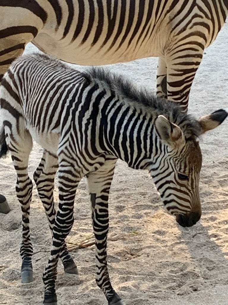 Foto da nova zebrinha, ainda sem nome, que nasceu no Animal Kingdom, ao lado de sua mãe Heidi